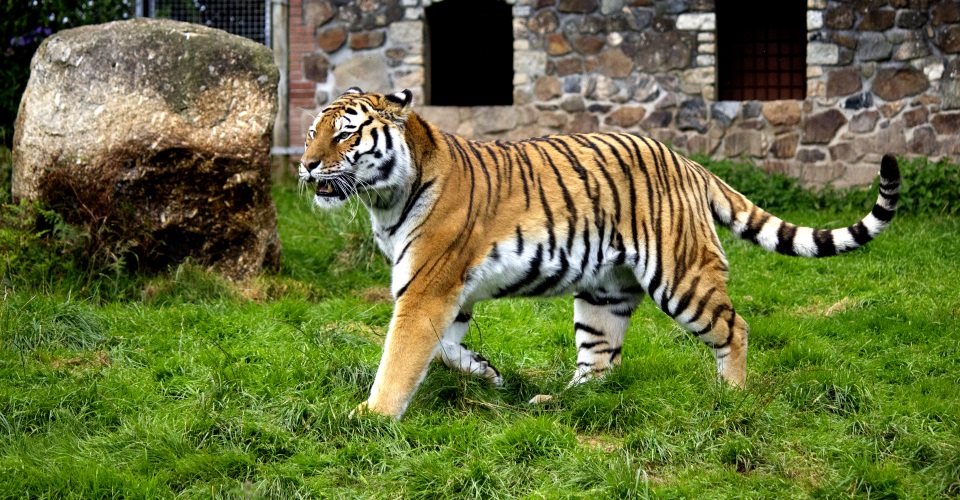 tiger