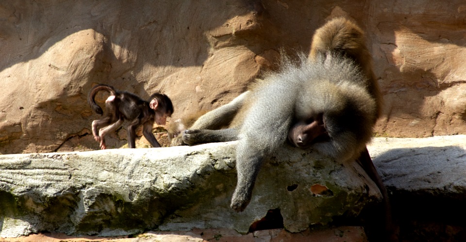 baboons