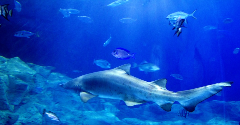 aquarium-shark